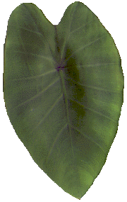 dasheen leaf